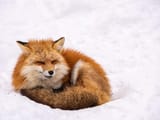 GinzanHotSpringZaoJuhyoMiyagiFoxVillageOuchi-jukuGasshoVillageRomanticTadamiLine3-daytour(departingfromTokyo)-2476543946