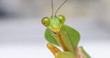Praying-Mantis