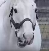 1743067909074794