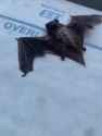 bat sonar_thumb.jpg