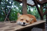foxeye