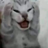 babycatisgoingthroughit