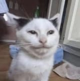 1751767476096077