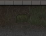 bush