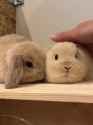 ssstwitter.com_1751997311155_thumb.jpg