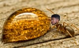 summerant