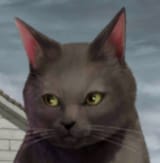 racistcat