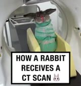 bunny_scan