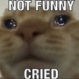 cat not funny