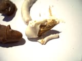 insect2