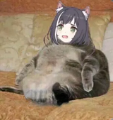 fat kotturd