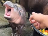 hippo bean point