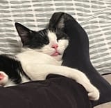 sleepsterblep
