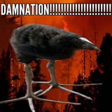 pukeko