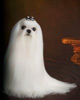 napstablook