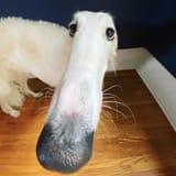 1752031086148635