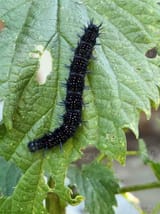 nymphalide-black-caterpillar-black-butterfly-caterpillar-inachis-io-caterpillar-on-a-nettle-photo