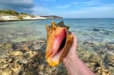 Conch-Shell2-850x560