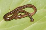 hammerhead-worm