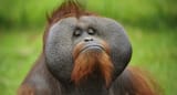monkeybusiness