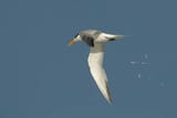 royal-tern-poop-mia-mcpherson-0004