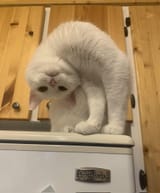 hi