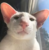 coom cat2