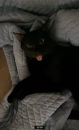 blepper