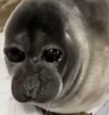 sad