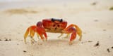 crabno-0