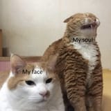 cat my face my soul
