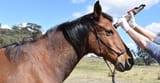 this kills the horse