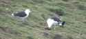 1687212185664[sound=files.catbox.moe%2F1ftfuj.mp3]_thumb.jpg