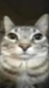 1738499093273322