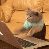 cat typing