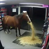 horsevomit