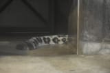 1730797622883232