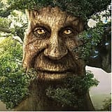 oak