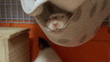 snooze