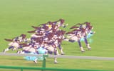 Bakushinbowl