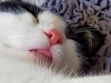 amimirblep