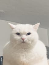 wide_shouldered_cat