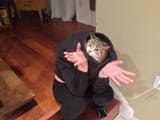 i dunno man im just a cat