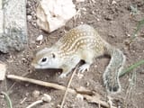 Spotted Squirrel