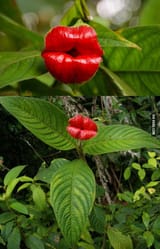 hot lips plants