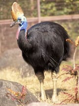 火喰鳥