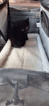cat (1)