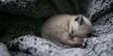kittens-first-night-1
