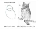owl