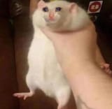 SadRat